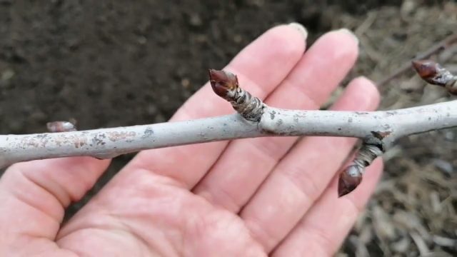 Ещё более короткие отросточки (1-5 см), толстенькие, отходящие от ветки под большим углом, со «складочками» на поверхности - кольчатки