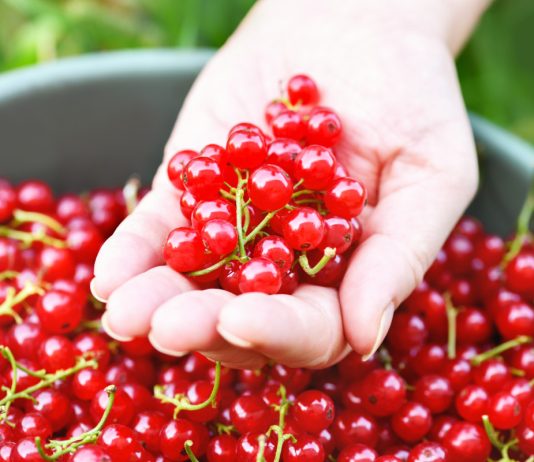 Как повысить урожай смородины — правила ухода за ягодным кустарником