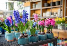Как спасти луковичные из магазина — продлеваем цветение и высаживаем в цветник