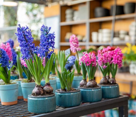 Как спасти луковичные из магазина — продлеваем цветение и высаживаем в цветник