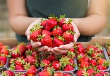 Клубники хватит всем: самые урожайные сорта земляники садовой