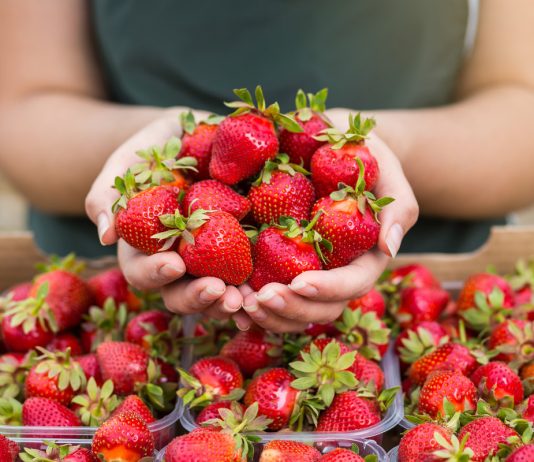 Клубники хватит всем: самые урожайные сорта земляники садовой