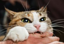 Кошка меня не любит? 15 повадок кошачьих, показывающих привязанность питомца