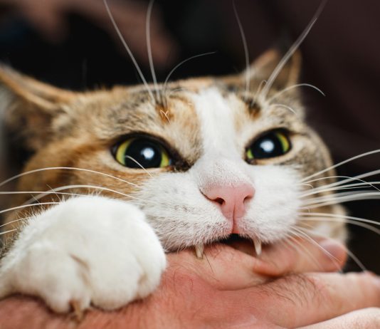 Кошка меня не любит? 15 повадок кошачьих, показывающих привязанность питомца