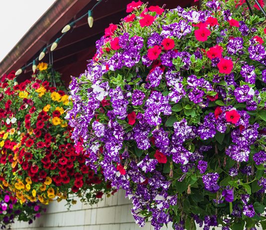 Лучшие цветы для выращивания в подвесных кашпо — подсказки по уходу