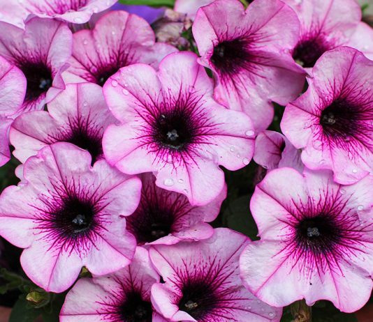 Неотразимая сортосерия петуний «Тайдал Вейв» — особенности сорта и ухода за цветком