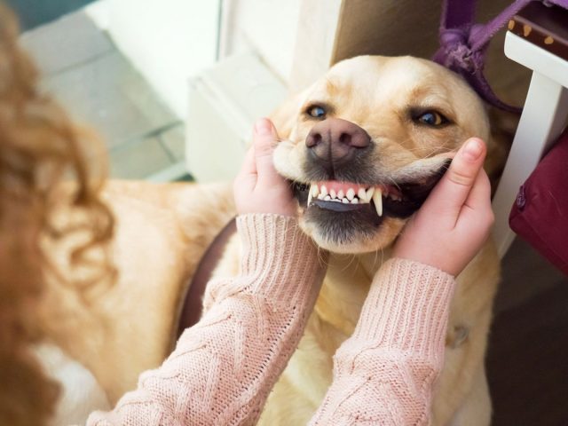 Как и у людей, у наших четвероногих друзей может быть кариес, который при отсутствии лечения перерастает в пульпит