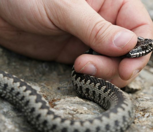Опасные животные на участке — как защитить себя от медведок, змей и кротов