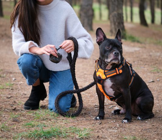 Ошейник или шлейка — что лучше для собаки и как не ошибиться с выбором