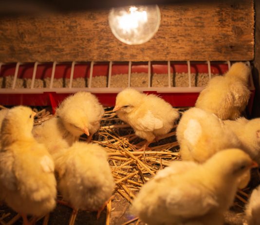 Почему массово умирают бройлеры — 7 главных причин