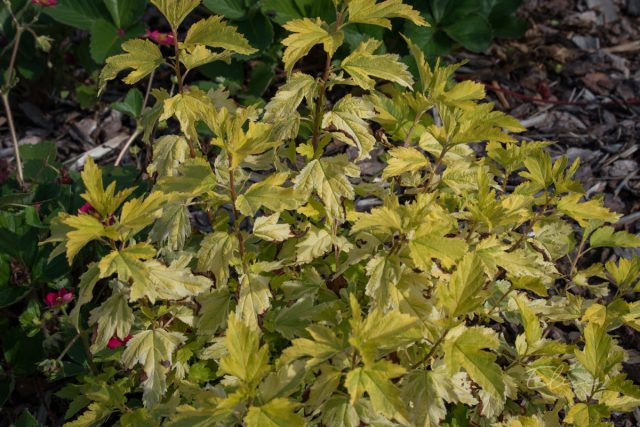 Пузыреплодник калинолистный «Эннис Год» (Physocarpus opulifolius 'Anny’s Gold')