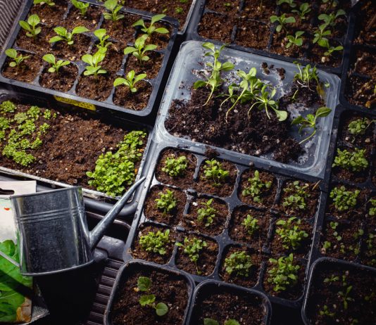 Самые опасные ошибки при выращивании рассады цветов - Цветы многолетние Самые опасные ошибки при выращивании рассады цветов