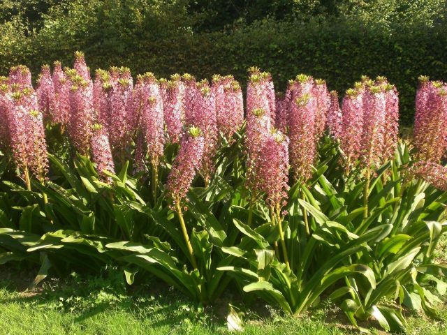 Сорт «Пинк Джин» эукомиса хохлатого (Eucomis comosa ‘Pink Gin’) имеет ярко-зеленые листья с волнистыми краями Сорт «Пинк Джин» эукомиса хохлатого (Eucomis comosa ‘Pink Gin’) имеет ярко-зеленые листья с волнистыми краями
