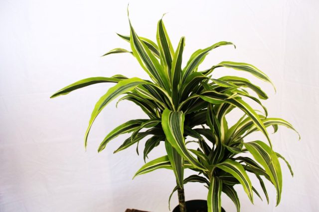 Драцена «Лемон Лайм» (Dracaena deremensis 'Lemon Lime') хорошо переносит слабое освещение