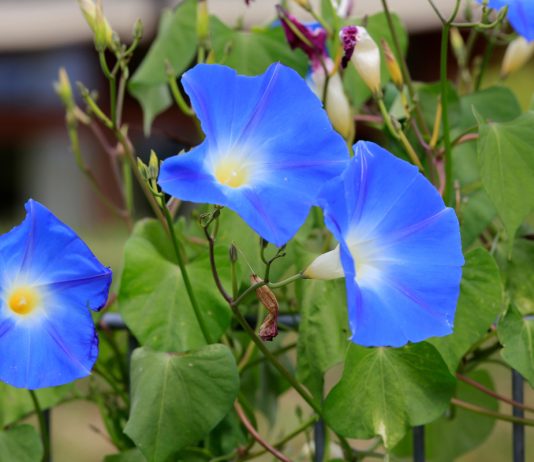 Как избежать проблем с ипомеей — запрещённые сорта и альтернативы - Цветник и ландшафт Запрещенная ипомея: как цветок может довести до тюрьмы и чем его заменить в цветнике