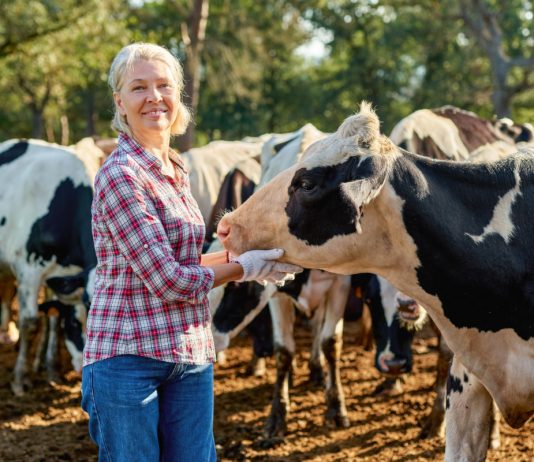 Запуск коровы: как отправить буренку в декрет и сохранить ей здоровье