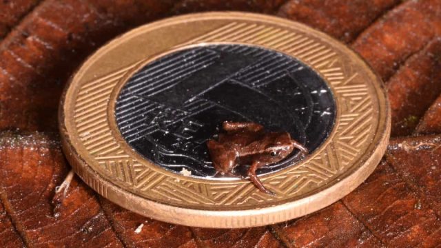 Седлоносная жаба Brachycephalus pulex