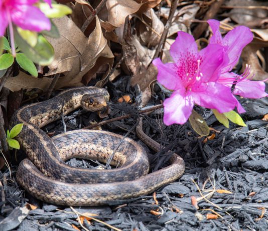Без яда: как отпугнуть змей с участка экологичными методами