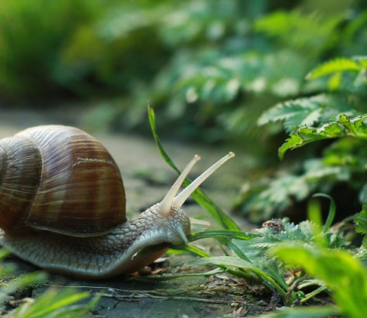 Как бороться с нашествием слизней и улиток на дачном участке - Щелково Агрохим для дачников Как бороться с нашествием слизней и улиток на дачном участке
