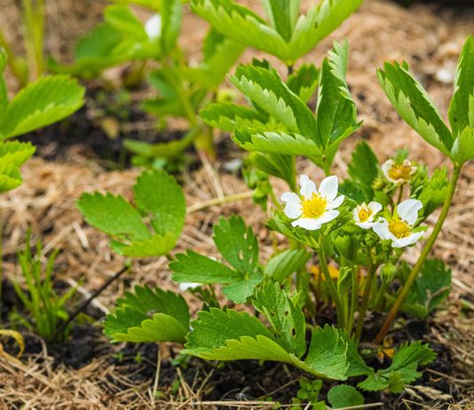 Как получить крупные и сладкие ягоды клубники - Ягодник Как получить крупные и сладкие ягоды клубники