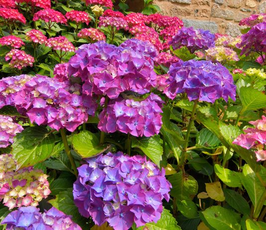 Как правильно ухаживать за гортензиями весной — добиваемся пышного цветения - Цветник и ландшафт Как правильно ухаживать за гортензиями весной — добиваемся пышного цветения