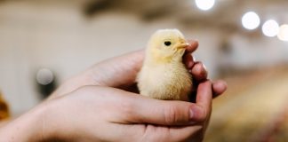 Как правильно выбрать суточных или подрощенных цыплят — советы профессионала