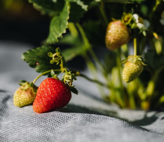 Как вырастить урожай клубники даже на Крайнем Севере — экологичные методы