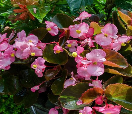 Как я слежу за здоровьем любимых комнатных растений