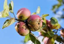 Как защитить свои яблони и груши от парши