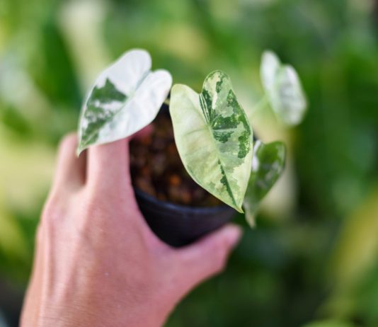 Лучшие комнатные растения для выращивания в 2024 году — тренды дизайнеров