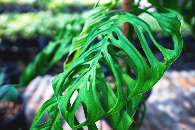 «Скелетная монстера», или монстера эпипремноидес «Эскелето» (Monstera epipremnoides ’Esqueleto’)