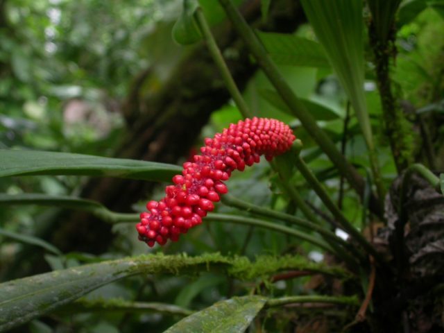 Антуриум Бейкера (Anthurium bakeri)