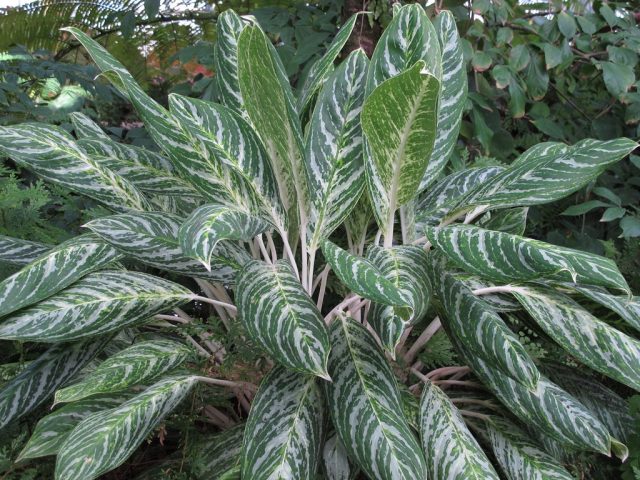 Аглаонема «Вайт Лайтнинг» (Aglaonema ‘White Lightning’)