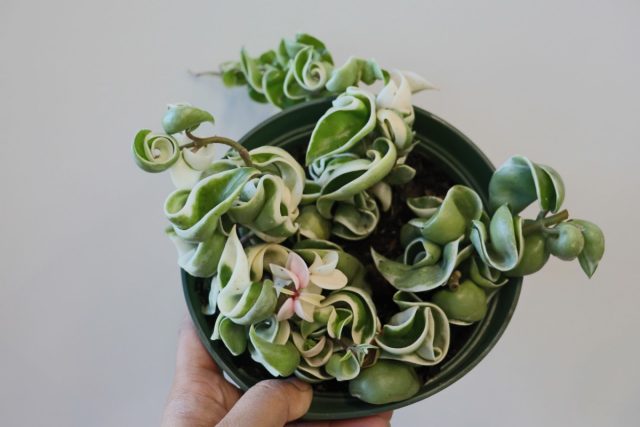 Хойя карноза «Компакта» (Hoya сarnosa ’Compacta’)