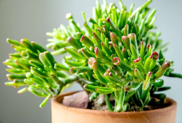 Крассула яйцевидная «Голлум» (Crassula ovata ’Gollum’)