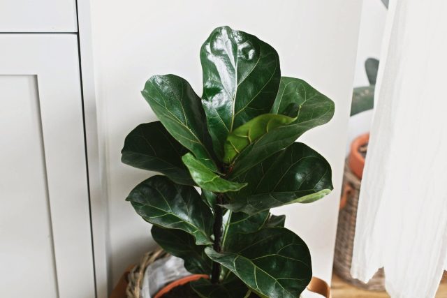 Фикус лировидный «Бамбино» (Ficus lyrata ’Bambino’)