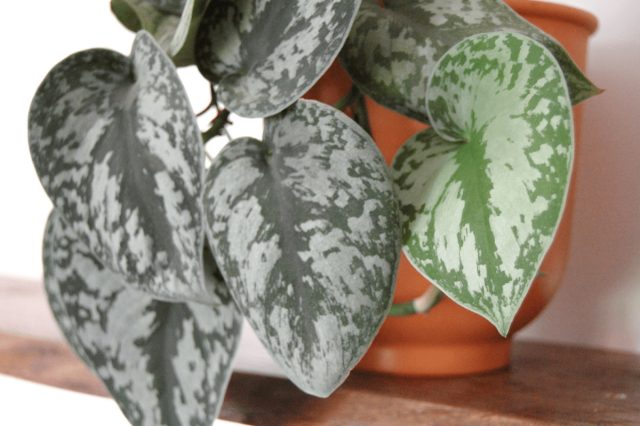 Сциндапсус пятнистый «Экзотика» (Scindapsus pictus ’Exotica’)