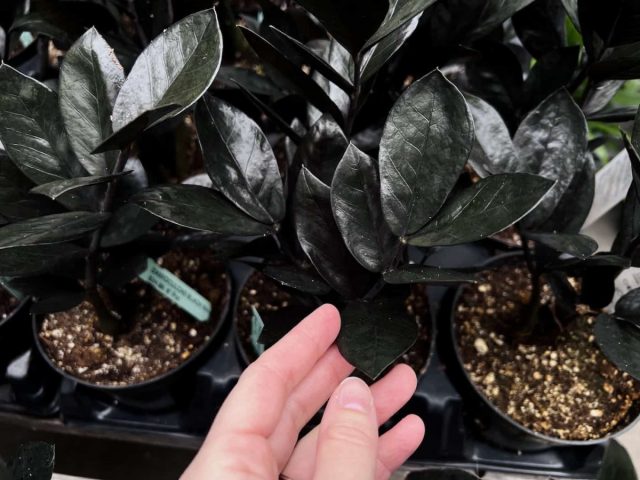Замиокулькас замифолия «Блэк Рейвен» (Zamioculcas zamiifolia ’Black Raven’)
