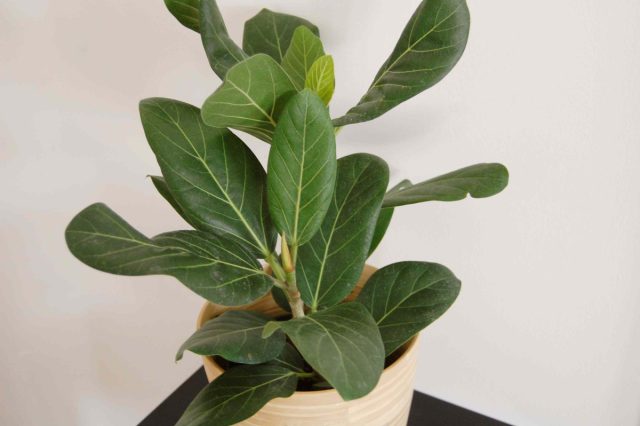 Фикус бенгальский «Одри» (Ficus benghalensis ’Audrey’)