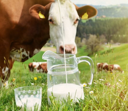 Лучшие молочные породы коров для фермерства - Животные Лучшие молочные породы коров для фермерства