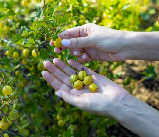 Лучшие сорта крыжовника для средней полосы в моем саду
