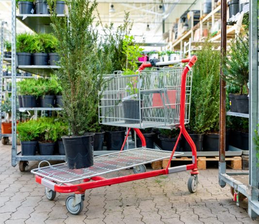 Не сажайте крупномеры: чем плохи взрослые саженцы