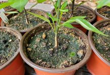 Зеленый налет на грунте: как защитить рассаду от плесени и водорослей? © homesteadandchill
