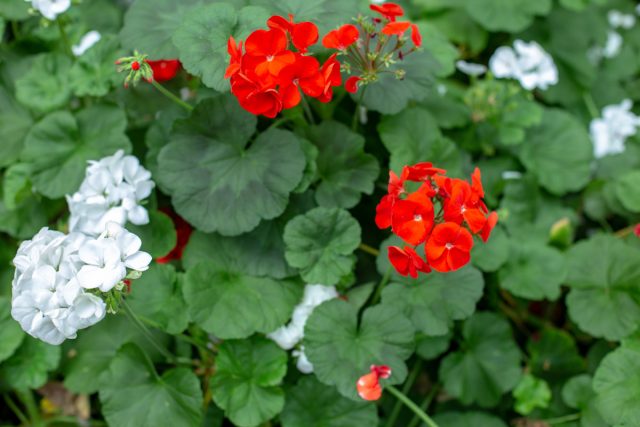Пеларгония зональная (Pelargonium hortorum) имеет большое количество сортов и разновидностей. В этой группе можно встретить и миниатюрные растения, высотой до 15-20 см, и гиганты, достигающие 1-1,5 м