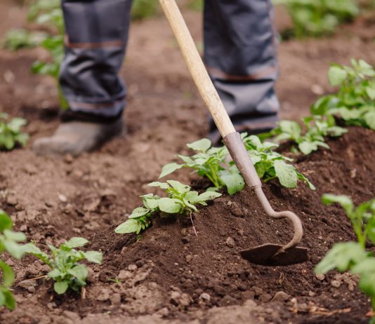 Прополка сорняков больше не нужна — облегчаем выращивание картошки