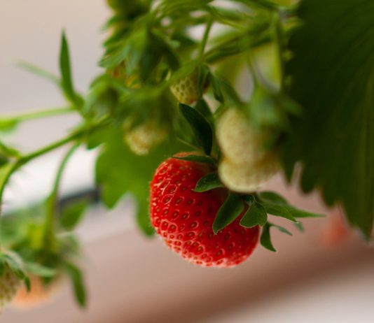 Простые правила выращивания клубники на подоконнике