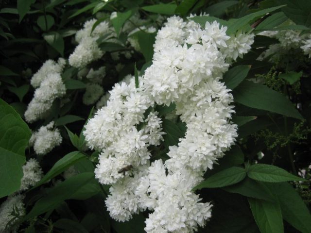 Дейция "Бульденеж" (Deutzia 'Boule De Neige') Дейция "Бульденеж" (Deutzia 'Boule De Neige')