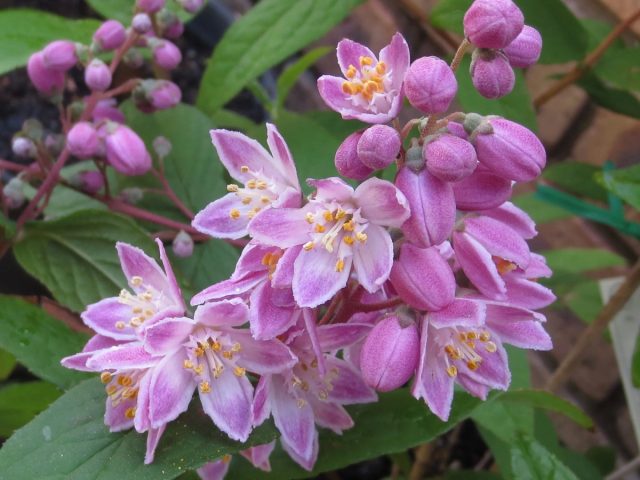 Дейция "Мэджишн" (Deutzia 'Magicien') Дейция "Мэджишн" (Deutzia 'Magicien')