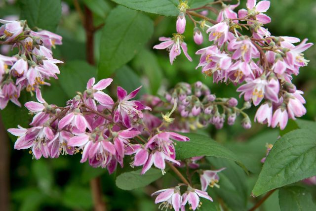 Дейция "Строуберри Филдс" (Deutzia 'Strawberry Fields') Дейция "Строуберри Филдс" (Deutzia 'Strawberry Fields')