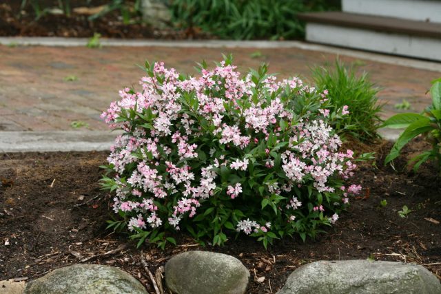 Дейция "Юки Черри Блоссом" (Deutzia 'Yuki Cherry Blossom') Дейция "Юки Черри Блоссом" (Deutzia 'Yuki Cherry Blossom')